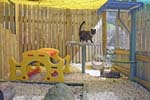 cat in playgym