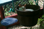 cat in bucket