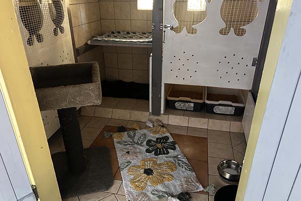 Luxury Suites